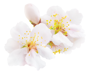 White almond tree blossoms cut out