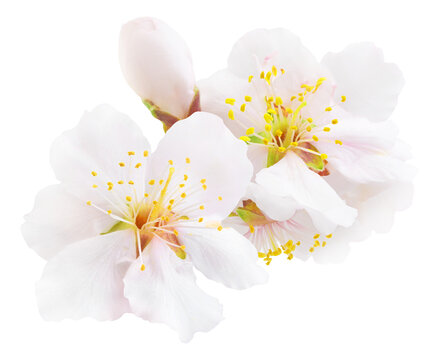 White almond tree blossoms cut out