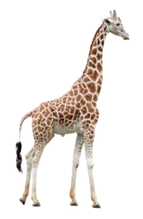 Foto op Plexiglas Standing giraffe side view cut out © ChaoticDesignStudio