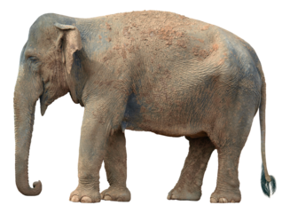 Standing Indian elephant side view cut out