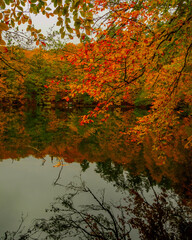 autumn in the forest