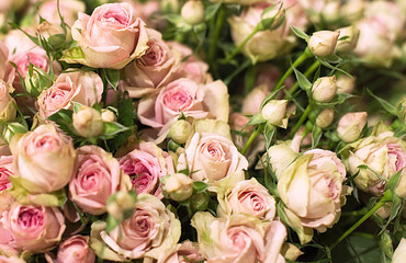 Zart rosafarbene Rosen