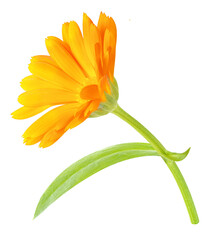 One calendula (marigold) flower cut out - obrazy, fototapety, plakaty