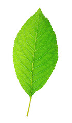 Green leaf cut out