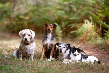 three dogs and a cat posing together in a natural environment. horizontal family portrait. adopt,...