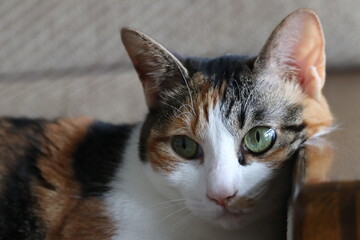 三毛猫の穏やかな暮らし