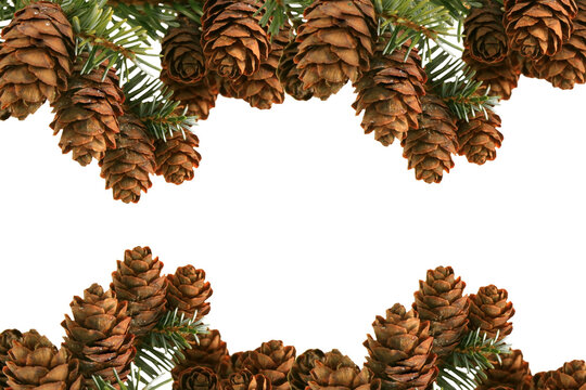 freigestellte Tannenzweige mit Tannenzapfen f&uuml;r Weihnachtliche Bildcomposings