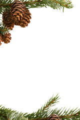 freigestellte Tannenzweige mit Tannenzapfen für Weihnachtliche Bildcomposings