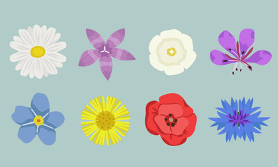 Set of different wildflowers top view. Beautiful flowers in cartoon style.