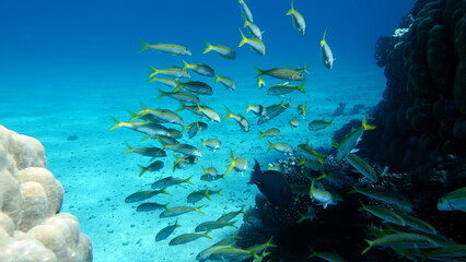 Obraz na płótnie Canvas Beautiful fish on the reefs of the Red Sea.