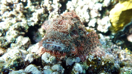 Scorpionfish, Fish - type bone fish Osteichthyes, Scorpaenidae, Flathead scorpenopsis.