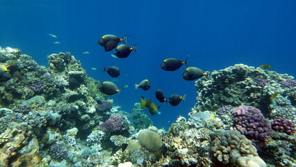 Fototapeta na wymiar Beautiful fish on the reefs of the Red Sea.
