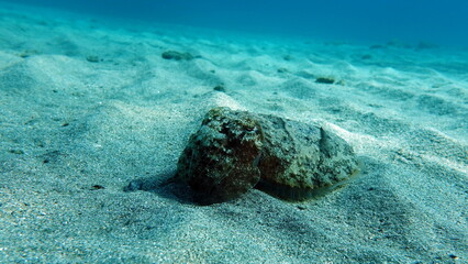 Sepia pharaonis. Mollusks, type of Mollusk. Head-footed mollusks. Cuttlefish squad. Pharaoh cuttlefish.