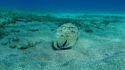 Sepia pharaonis. Mollusks, type of Mollusk. Head-footed mollusks. Cuttlefish squad. Pharaoh cuttlefish.