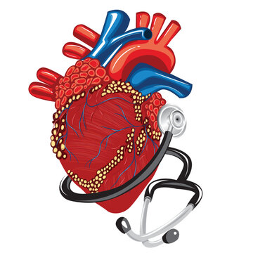 Real heart with stethoscope. Vector illustration.
