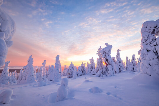 winter landscape with snow covered trees