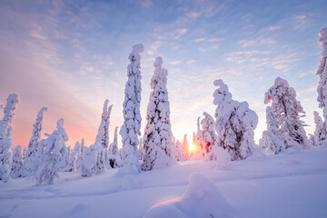 winter landscape with snow covered trees