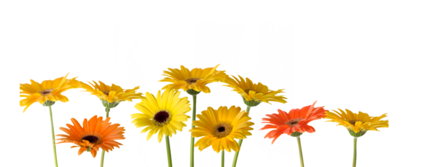 Freigestellte Gerbera vor weißem Hintergrund 