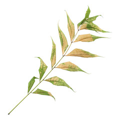 Dry neem leaves isolated on transparent background