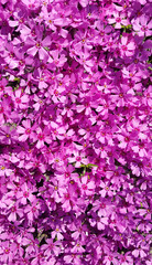 pink  petals background wallpaper flowers garden