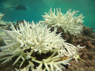 Naklejka na ściany i meble サンゴの白化現象
