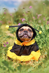 Cute happy French Bulldog dog in poncho bee costume between flowers