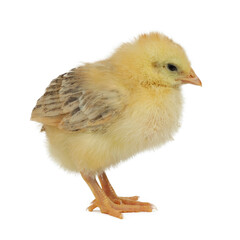 Yellow chicken on a white background, studio photo.