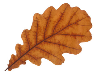 Brown oak tree autumn leaf cut out