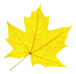 Fototapeta na wymiar Yellow maple tree autumn leaf cut out