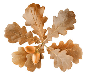 Brown autumn leaves of oak tree with acorns cutout