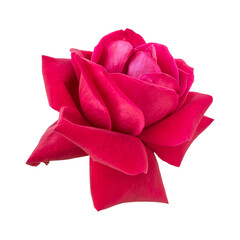 Maroon rose flower isolated on transparent background