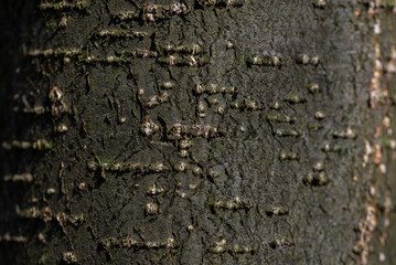 Kora drzewa liściastego, struktura pnia, wzory abstrakcyjne (2). - obrazy, fototapety, plakaty