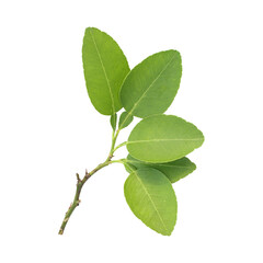 Fresh green lemon leaves isolated on transparent background