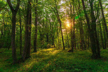 Fototapeta na wymiar Sun beams through thick trees branches in dense green forest