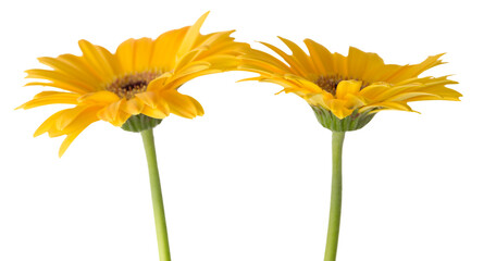 Freigestellte Gerbera vor weißem Hintergrund 