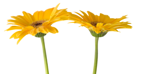 Freigestellte Gerbera vor weißem Hintergrund 