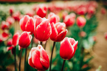 red and white tulips