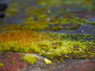 moss on a tree