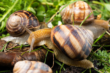 Lots of large grape garden snails Helix pomatia live in the forest on the grass.