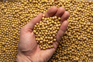 Soy in hand, top view