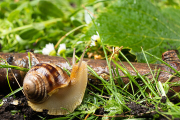 Helix pomatia large grape snail leisurely crawls on the grass.