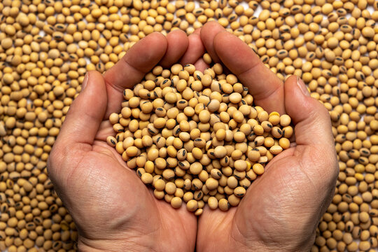 Soy in hand, top view