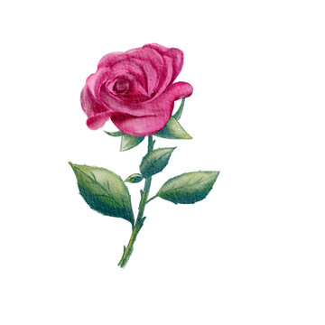 single pink rose watercolor
