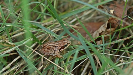 Junger Braunfrosch im Hochmoor.