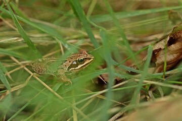 Junger Braunfrosch im Hochmoor.