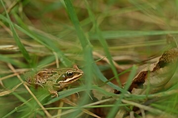 Junger Braunfrosch im Hochmoor.