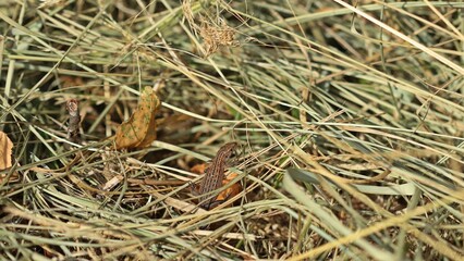 Mooreidechse (Zootoca vivipara) im Hochmoor