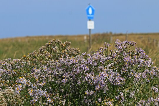 Blühende Strand-Astern (Tripolium pannonicum) im Nationalpark Wattenmeer