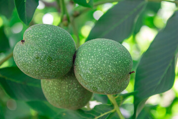 Walnuts on tree branch