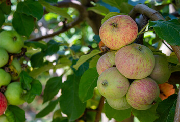 apples on a tree
